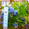 【大粒】食べたらわかる！甘くて大きなブルーベリー！