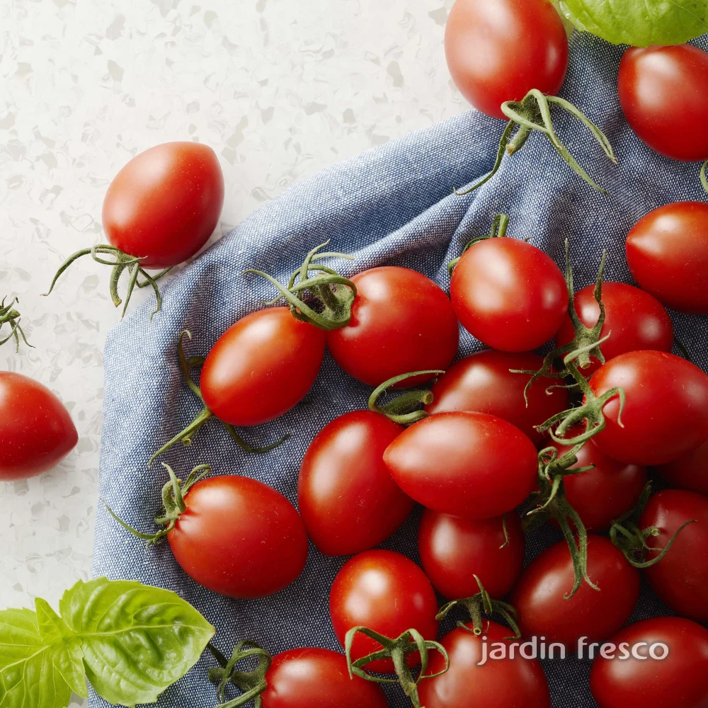 【本日収穫】ソラリーノ　2kg　プリッとコクうま　新鮮　高糖度　ミニトマト