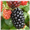 ブラック ベリー　冷凍2kg(500g×４パック）