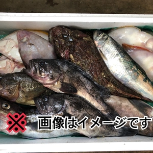 梅【知床羅臼直送】未利用魚ボックス（鮮魚ボックス梅コース）