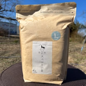 自家挽き松坂産スペルト小麦粉　精粉