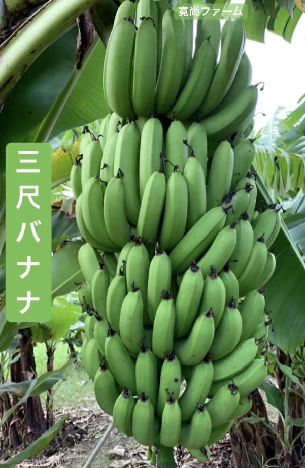 〔自然栽培〕寛尚ファームのバナナ