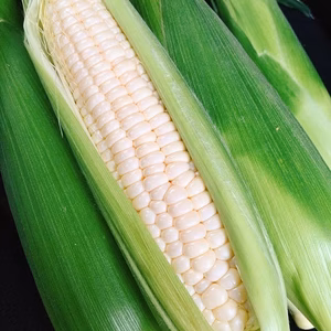 10月発送 食べる宝石⁑プラチナコーン　トウモロコシ