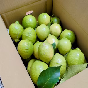 岩城島レモン（栽培期間中農薬・化学肥料不使用)