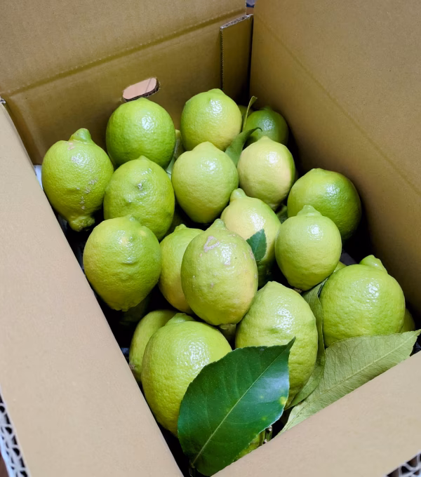 岩城島レモン（栽培期間中農薬・化学肥料不使用)