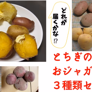 【お試し♡】どれが届くかな！？じゃがいも〈7種類から3種類〉セット！