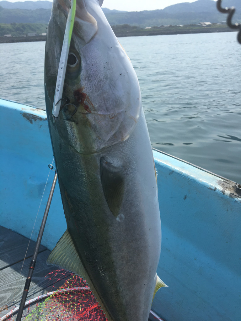 イナダ 釣り 農家漁師から産地直送の通販 ポケットマルシェ