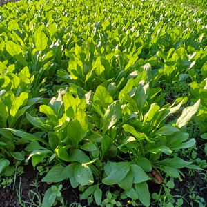 柔らか甘い！ベビーホウレン草。常温発送