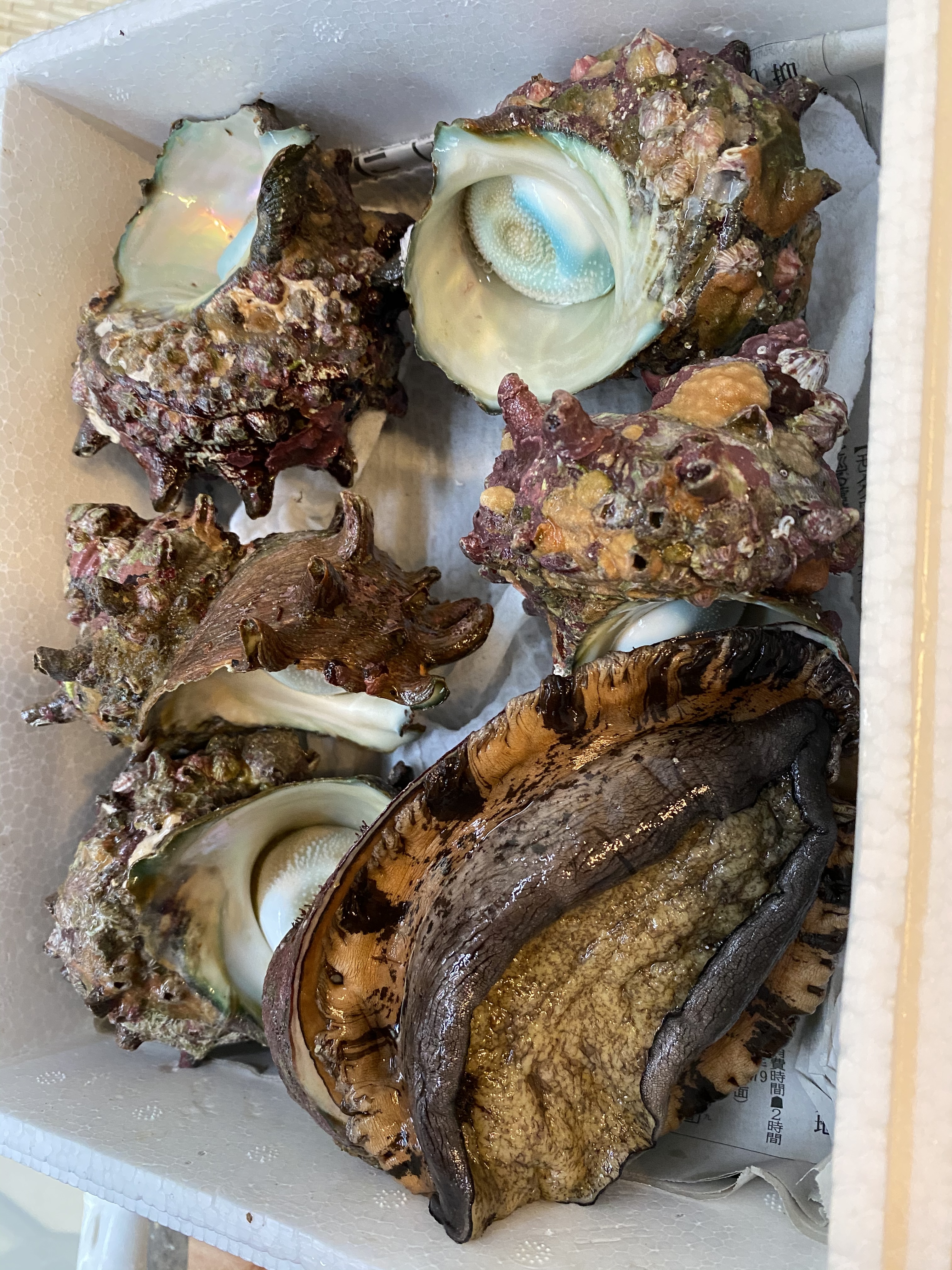 父の日ギフト 五島列島産 天然活黒アワビと天然活サザエセット 農家漁師から産地直送の通販 ポケットマルシェ