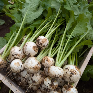 希少な固定種野菜の旬な詰め合わせセット【定期】