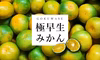 初秋のご褒美！爽やか甘酸っぱ♪ 愛媛産 極早生みかん S〜L混合 ご家庭用