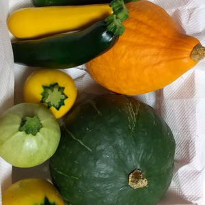 かぼちゃの仲間セット