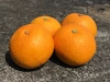 うめ農園長18歳のバースデー記念 柑橘バラエティボックス 