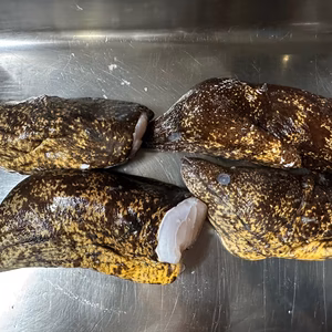 本日の1点物！ウツボの頭４匹分（冷凍品）サイズはアソートです