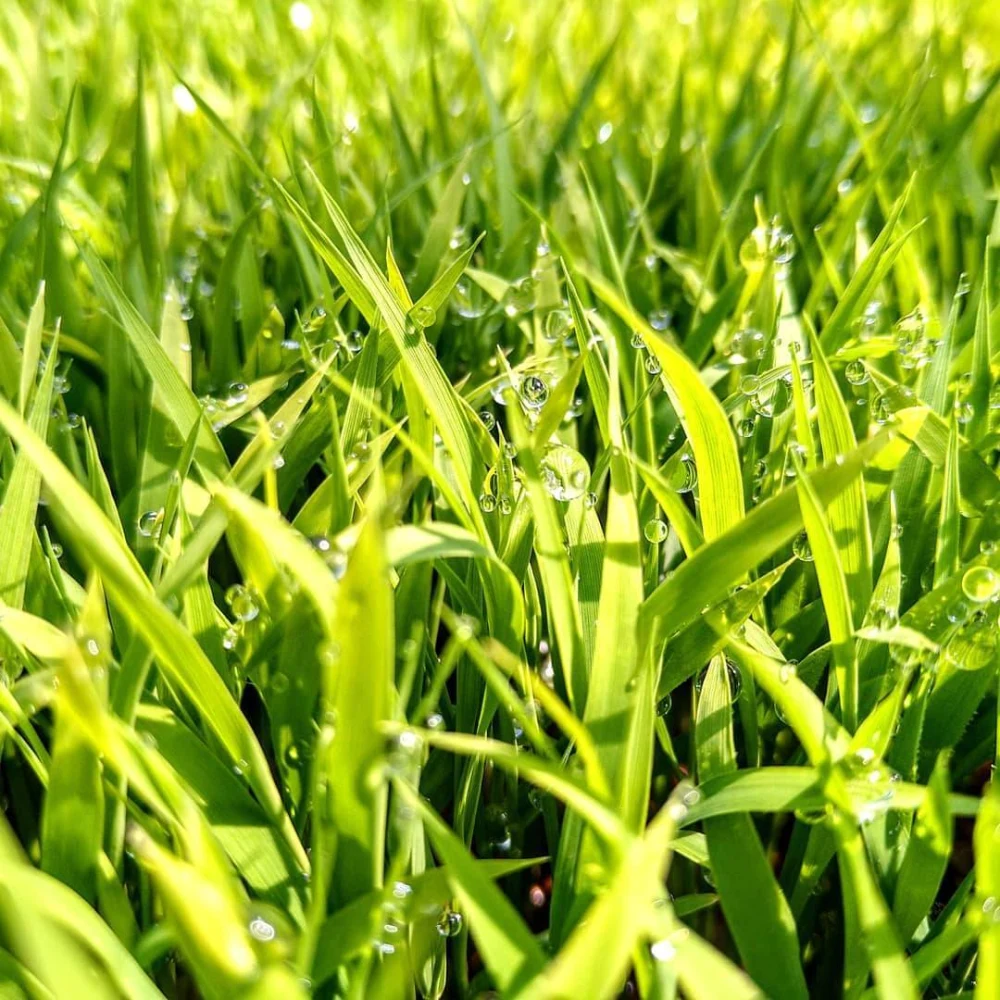 【新米】精米後即出荷！鮮度抜群！　★米どころ宮城県産米★　【2kg】