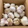 みかん堆肥の生ニンニクセット【動物性堆肥不使用】