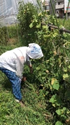 自然栽培【旬のタケノコ❗❗】松戸 子供に食べさせたい❗❗ 南流山・現地受渡し