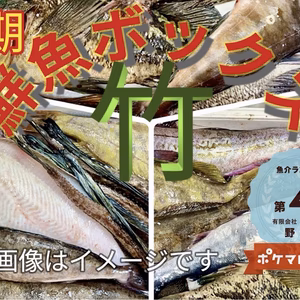 定期 竹コース【知床羅臼直送】船頭にお任せ！鮮魚ボックス
