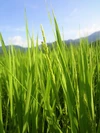 【特別栽培米】鹿野のさくら姫米　コシヒカリ（２ｋｇ）