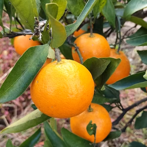 【農薬不使用】完熟みかん★ご自宅用【肥料不使用】