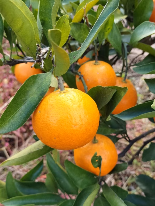 【農薬不使用】完熟みかん★ご自宅用【肥料不使用】