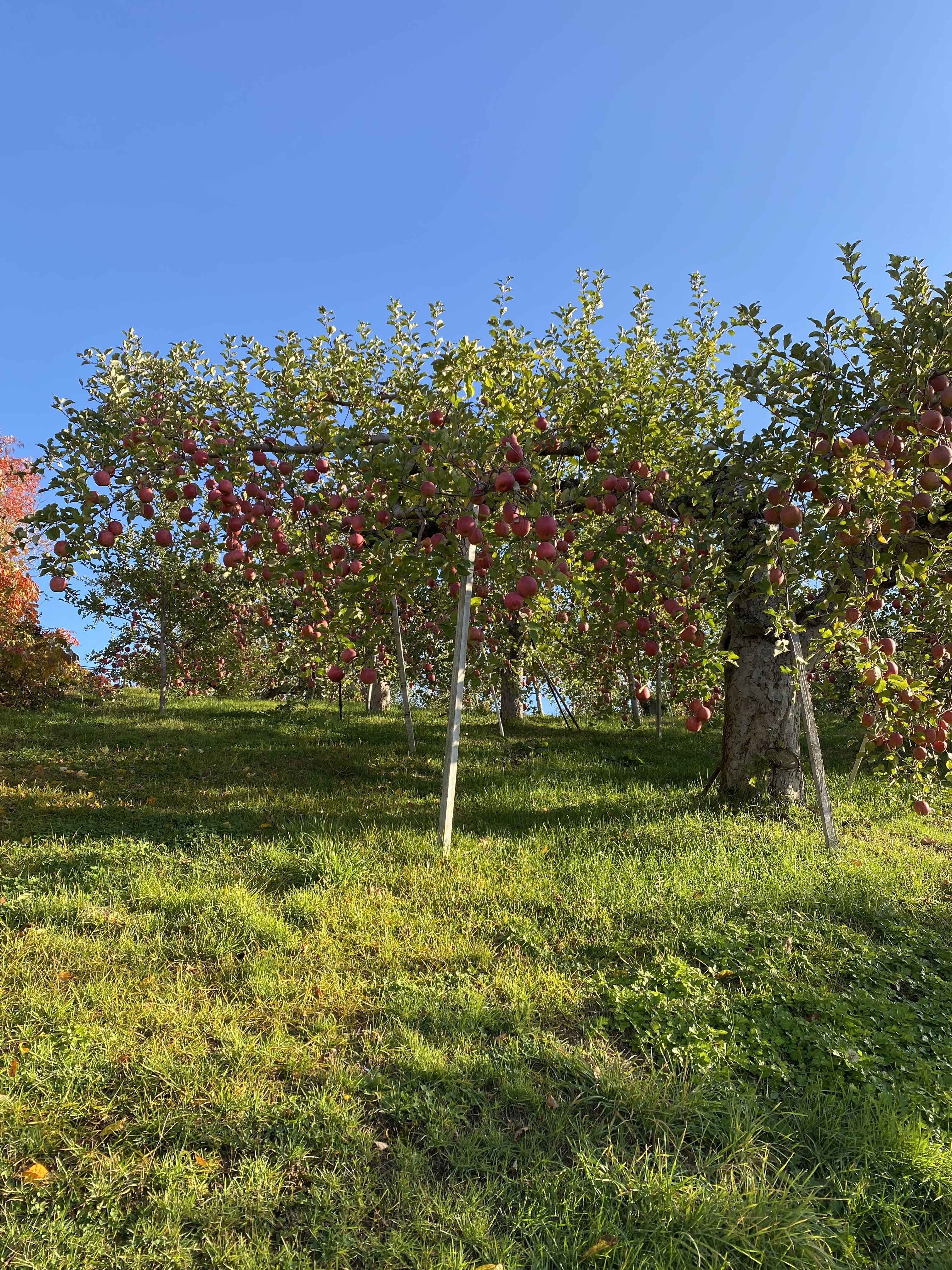 青森県黒石市｜Seven Apple木村農園｜木村 翼さんの生産者プロフィール