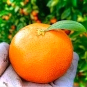 潮風と乳酸菌が育てた早生温州みかん