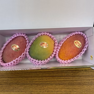 【限定販売】沖縄育ちレアマンゴー【ルビー種＋１品種・約１kgクール発送】