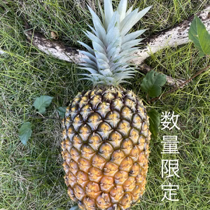 パイナップル【ゴールドバレル】