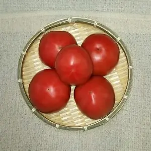 ＪＡＳ認証・有機栽培の完熟トマト　５個
