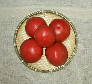 ＪＡＳ認証・有機栽培の完熟トマト（５ｋｇ）