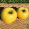 11月発送りんご 家庭用 シナノゴールド 約2kg 5-10玉 復興支援