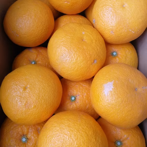 甘夏みかん　5kg箱入り