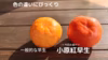 【おいしさ凝縮】≪ちっさいサイズ3s~2s≫奇跡の紅いみかん「小原紅早生」登場！