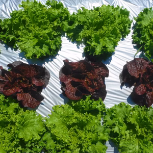 梅雨中～野菜パワーセット/農薬/化学肥料・不使用