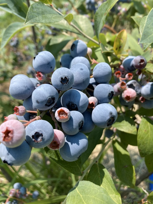 アレンジいろいろ！２０２4年収穫！新鮮冷凍ブルーベリー（ぶるーべりー）