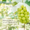 【贈り物に】9月発送！白の極み – 贅沢な白ぶどう食べ比べ3種