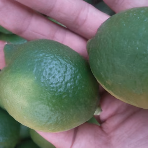 皮も使える広島県産レモン 小玉良品 4kg 約44個入