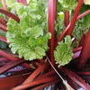鹿児島県産 赤いルバーブ 1kg