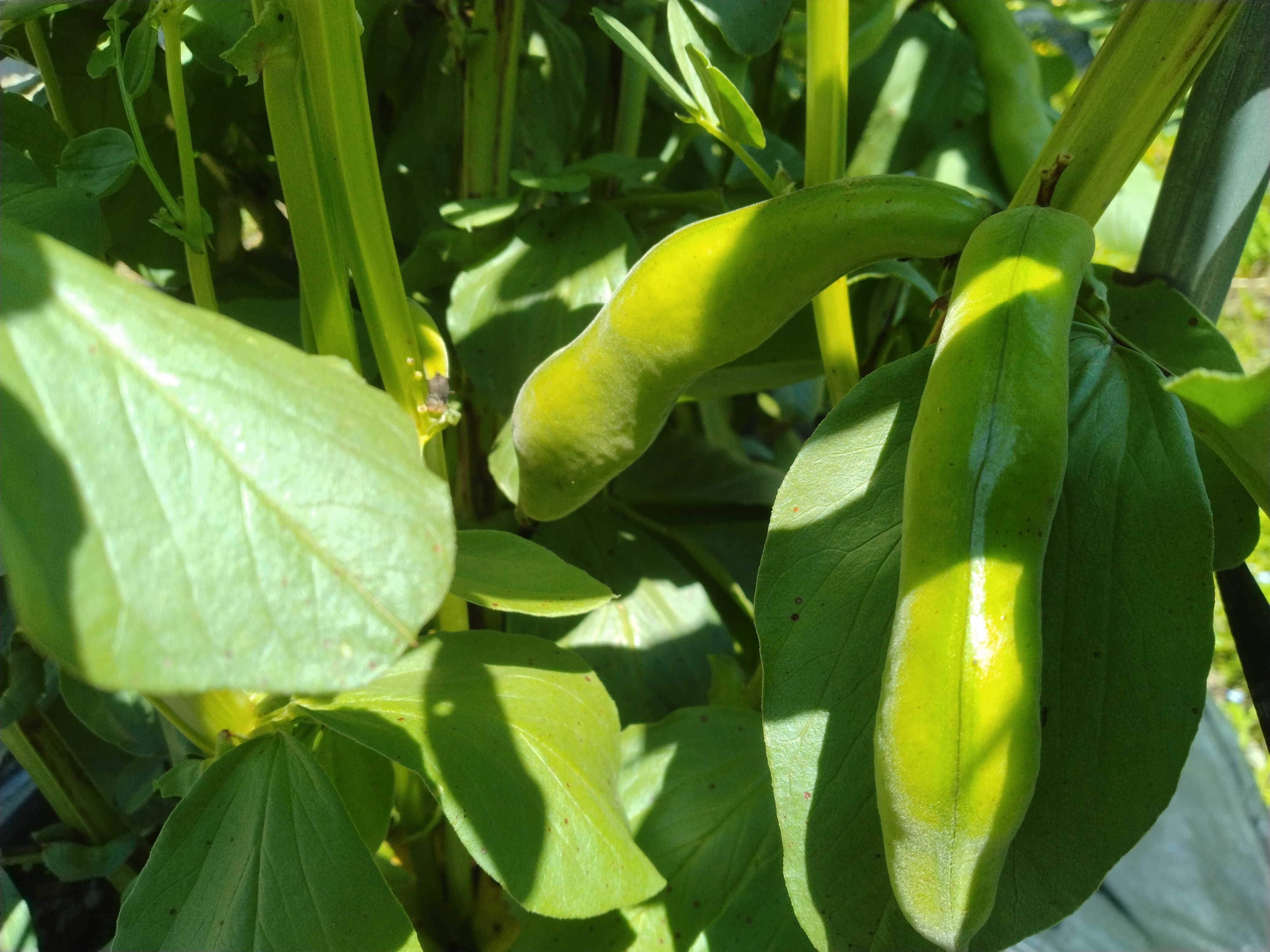 朝採れ そら豆[清水一寸]農薬・化学肥料 不使用 1.7kg=約50莢