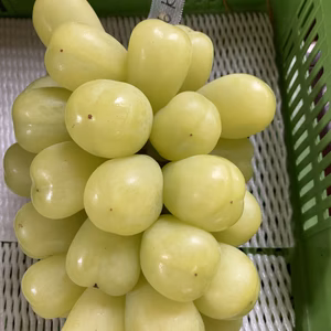 ウルトラビッグNo.2 王者の風格　特選雄宝　ぶどう極大粒大房1.6キロ以上房