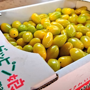 【T1.8】刺さる人、続出。パリっと食感。弊社NO.1糖度のティポ　１.8㎏