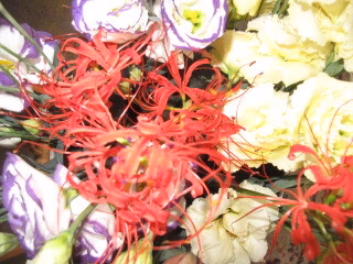 トルコキキョウ、。アルスメリア　ブランド長野産　計３0本