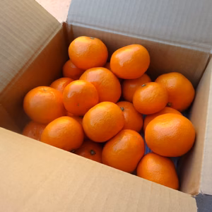 みかん好き興奮！薄皮！濃厚！甘い！熟成味柑 サイズ混合 お試し品【176】