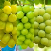 【贈り物に】9月発送！白の極み – 贅沢な白ぶどう食べ比べ3種