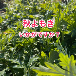 【新聞紙梱包】香り豊かな秋よもぎ。200g入り