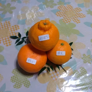 春みかん 詰合せ（4kg 家庭用 せとか、清見、デコポン)