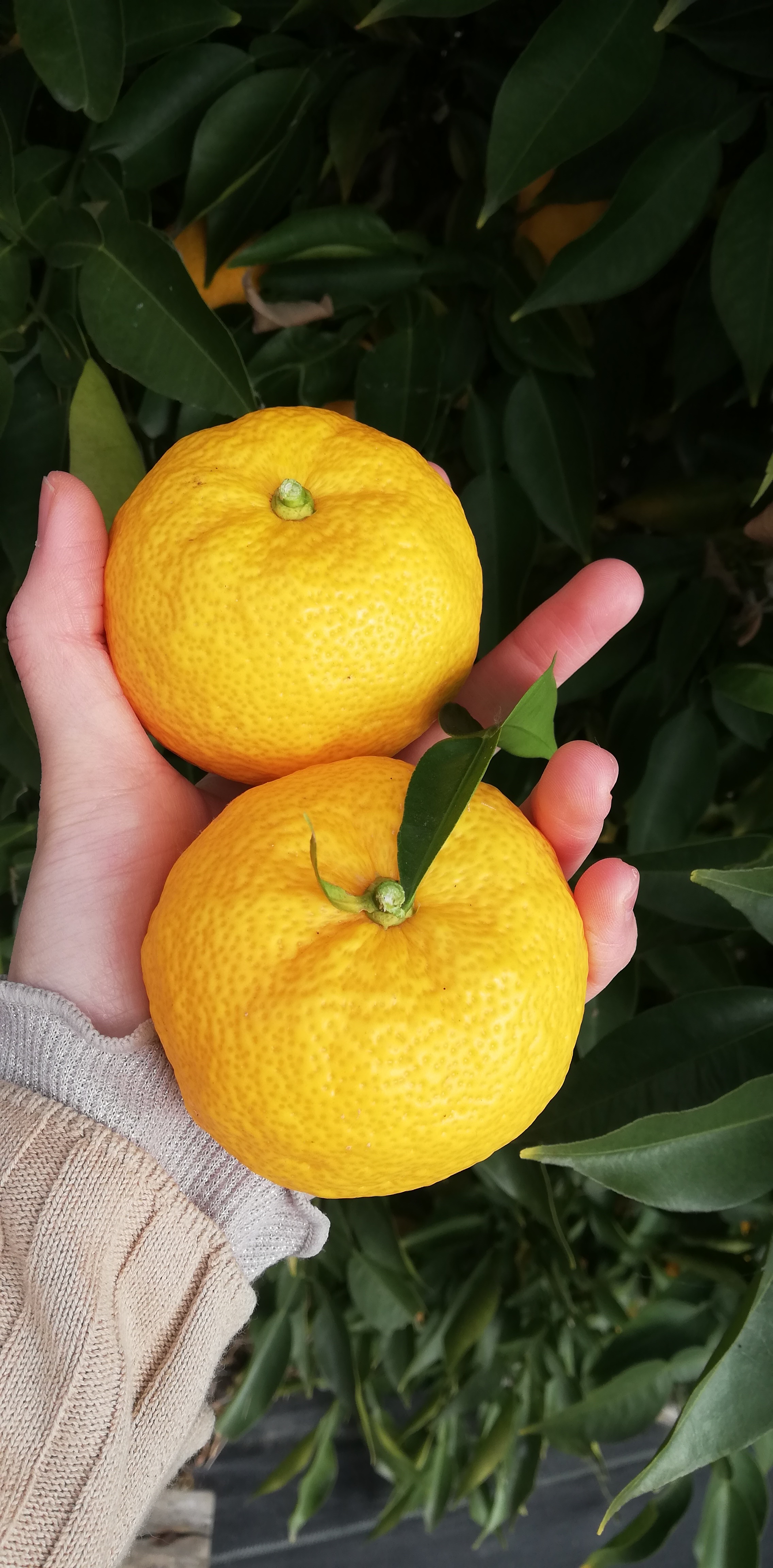 お得】無農薬柚子 3kg箱入るだけ サイズ無選別｜香酸柑橘類（ゆず