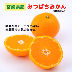 【期間限定】宮崎県産・甘くとろける農園自慢の「みつばちみかん」