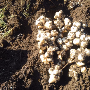 キクイモ　3キロ